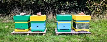 Langstroth bee hive blue prints. Darwinian Beekeeping The Apiarist