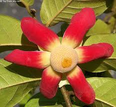 Image result for Uvaria