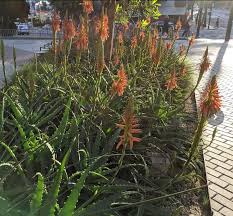Image result for Aloe arborescens × inyangensis