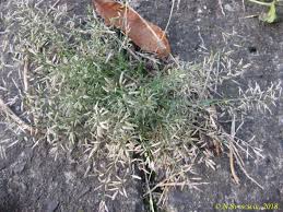 Image result for Danthoniopsis dinteri