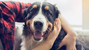 Get the dog cancer survival guide to read more on end of life and hospice care, in chapter 25. Top 10 Warning Signs Of Cancer In Pets Flint Animal Cancer Center