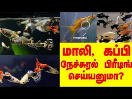 Molly Fish And Guppy Fish Natural Breeding Tamil Youtube