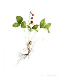 Tirages D Art Fruits Vincent Jeannerot Aquarelles Botaniques Dessin Botanique Fraisier Plante Peinture Vegetale