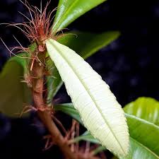 Image result for Sauvagesia