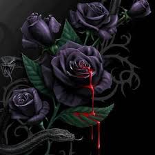 Black Roses Black Rose Flower Rose Wallpaper Rose Art