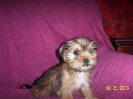 Find shih tzu dogs and puppies from missouri breeders. Shih Tzu Puppies In Missouri