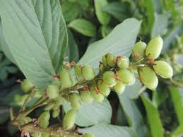 Image result for Flemingia