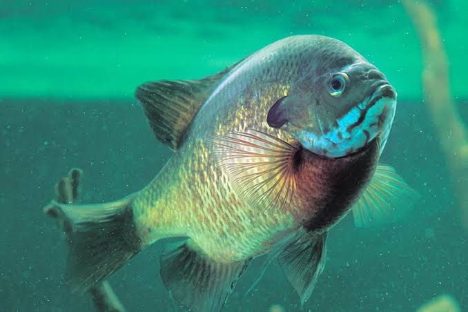 Slab-Sided Bundles of Energy: Huge Bluegills on the Fly - Fly Fisherman