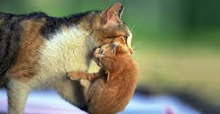 You Found A Litter Of Kittens Now What Acct Philly
