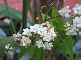 Image result for Ocotea