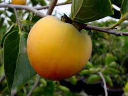 Their flavor is best described as being similar to apricots, and many animals. How To Plant And Grow A Persimmon Tree Hgtv