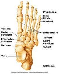 Skeleton Feet Chapter 5 Appendicular Skeleton Anatomy Bones Medical Technology Human Anatomy And Physiology
