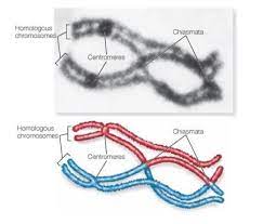 The ultrastructure of chiasmata remains a mystery, but presumably each. What Are Chiasmata State Their Significance Class 11 Biology Cbse