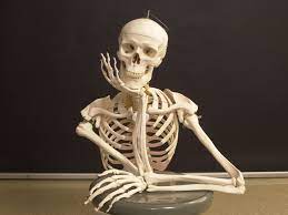 Bones in human body provide basic structural shape and support. The Four Types Of Bone