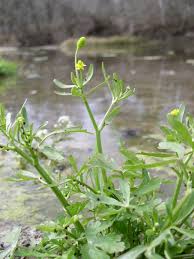 Image result for Ranunculus sceleratus