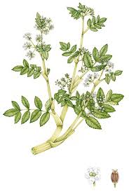 Image result for Apiaceae