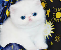 Related search › exotic shorthair kittens for sale near me › short hair persian for sale here at local kittens for sale our goal is to help connect anyone who is interested in getting a. Purebred Persian And Exotic Shorthair Cats From Nursery Breeders Facebook