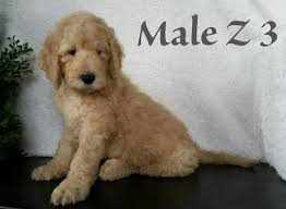 Pups in this litter are $1400, deposit is $300 of that. Red F1b English Goldendoodle Puppies For Sale In Baltic Ohio Classified Americanlisted Com