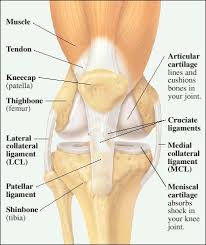 Image result for pictures for joint problems