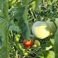 Master Urban Gardener Practicum