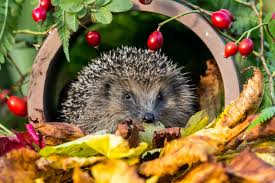 How to encourage hedgehogs your garden 4 steps with pictures. 14 Steps For Protecting British Hedgehogs Horticulture Co Uk