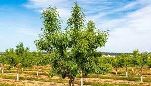 When gregory bartels, aka the christmas tree man, reached out to me and i saw his passion for the business, i knew i had to feature his tips here on the blog. Growing Trees For Profit What To Grow How To Get Started Whyfarmit Com