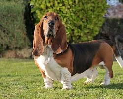 Immagine di Basset Hound dog breed