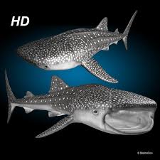 3d Model Whale Shark Whale Shark Whale Shark