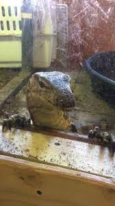 Our shop sells reptiles, snakes, lizards, pet bugs, exotic animals, feeders, rats, mice, supplies and more!. Tucsons Exotic Pet Shop Home Facebook