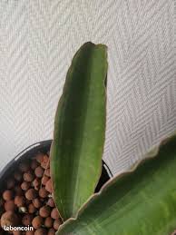 Image result for Sansevieria humiflora