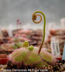 Image result for Drosera dielsiana