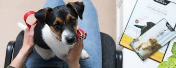 Du solltest vielleicht keinen welpen haben, wenn dich das stört?? Hund Beim Tierarzt Tipps Fur Den Ersten Besuch Purina