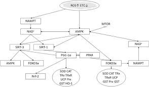 Maybe you would like to learn more about one of these? The Compensatory Antioxidant Response System With A Focus On Neuroprogressive Disorders Sciencedirect
