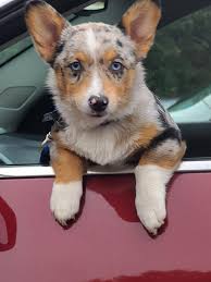 OMG. Met this widdle lovey today. He's a Pembrook and Cardigan mix. The  owner drive from PA to Oklahoma to get him. 💯% would drive that far to get  him, too!