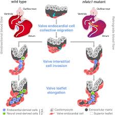 Lee felix (이필릭스) korean name: Nfatc1 Promotes Interstitial Cell Formation During Cardiac Valve Development In Zebrafish Circulation Research