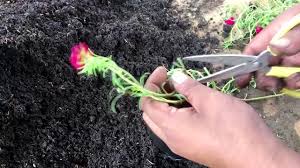 Sekarang ramai yang mula membela lebah kelulut kerana khasiat madunya. Cara Menanam Dan Memperbanyak Tanaman Bunga Pukul Sembilan Youtube