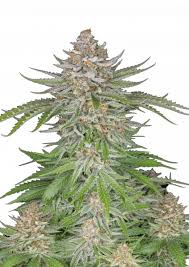 Buy Strawberry Pie Auto Cannabis Seeds