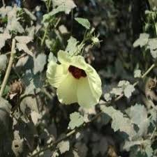 Image result for Hibiscus diversifolius