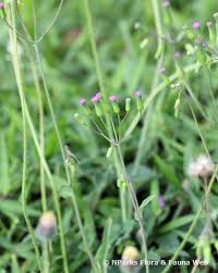 Image result for Emilia discifolia