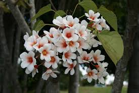 Image result for Vernicia montana