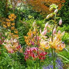 Image result for Lilium martagon `Chameleon`