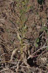 Image result for Kalanchoe lanceolata