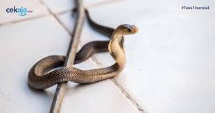 Cegah ular memasuki rumah anda. Cara Mencegah Ular Masuk Rumah Pasca Banjir Ikuti 5 Cara Ampuh Ini