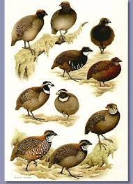 Pin On Animals Birds Page 16