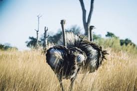 Image result for Vossia cuspidata