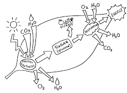 Some of the worksheets for this concept are chloroplasts and mitochondria coloring work answer, chloroplast and mitochondria work answer key, name key period, work chloroplasts and photosynthesis, chloroplast structure, ask a biologist, photosynthesis diagrams work, name date. Http Www Ellenjmchenry Com Homeschool Freedownloads Lifesciences Games Documents Botanyfirstchapter 002 Pdf