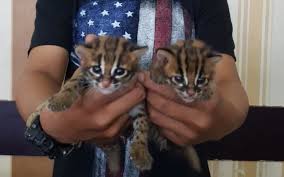 Check spelling or type a new query. Perdagangan Bayi Kucing Hutan Di Pontianak Terungkap Kumparan Com
