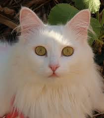 Waiting for me. Fed Freddie and Mrs Cat.this morning 🌄