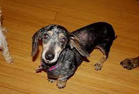 The dachshund is recognized by the following. Philadelphia Pa Dachshund Meet Freckles A Pet For Adoption