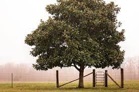 Even the classic southern when you find one you like, check the plant tag and talk to an expert at the nursery to see how big it will. How To Grow Magnolia Trees Gardening Channel